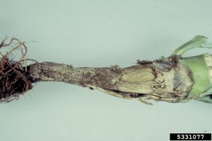 uploads/images/disease/Wire stem of cauliflower.jpg